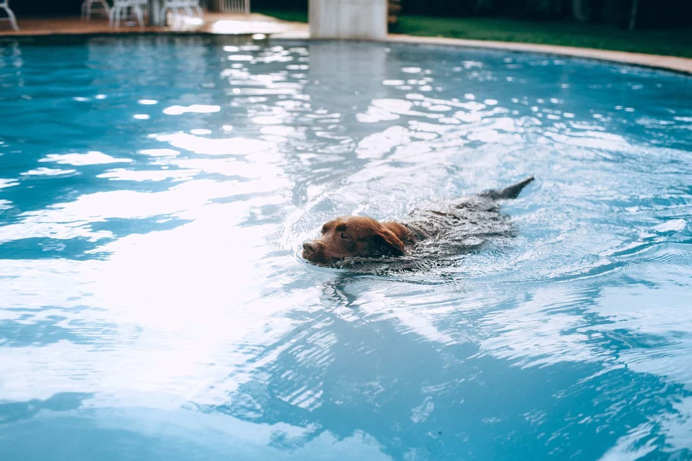 Swimming pool- Willes Pet Paradise