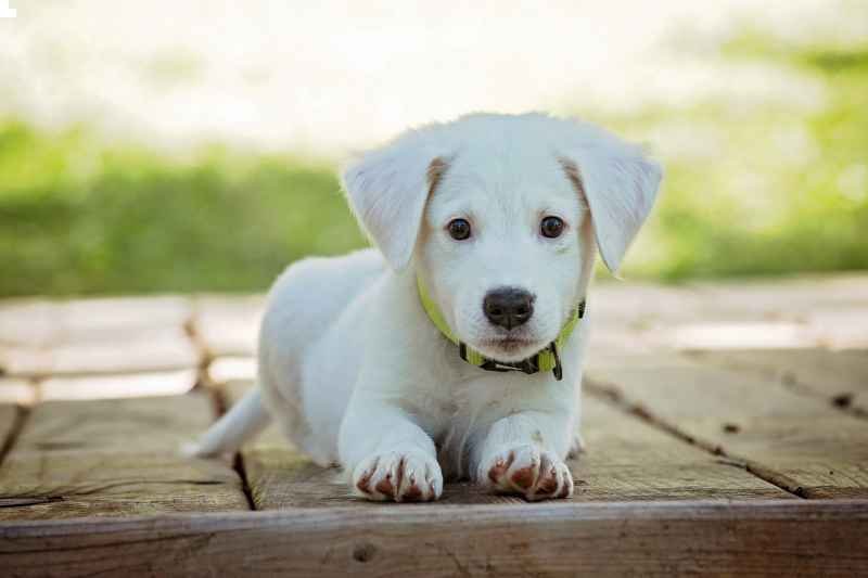 Cute dog- Willes Pet Paradise