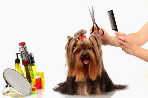 Natural dog grooming products