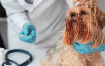 What Every Dog Owner Should Know About Dog Vaccination