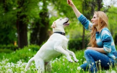 5 Essentials Of Being A Dog Trainer