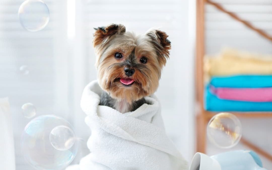 5 useful Tips for grooming your dog