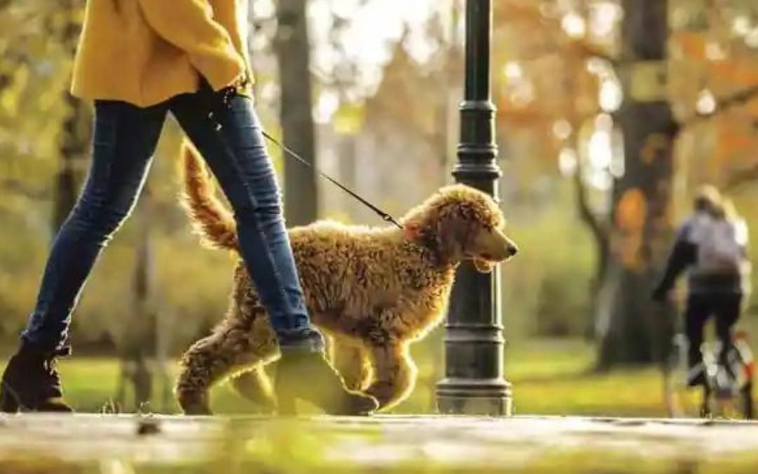 Best Way To Spend Time With Your Dog in Cubbon Park