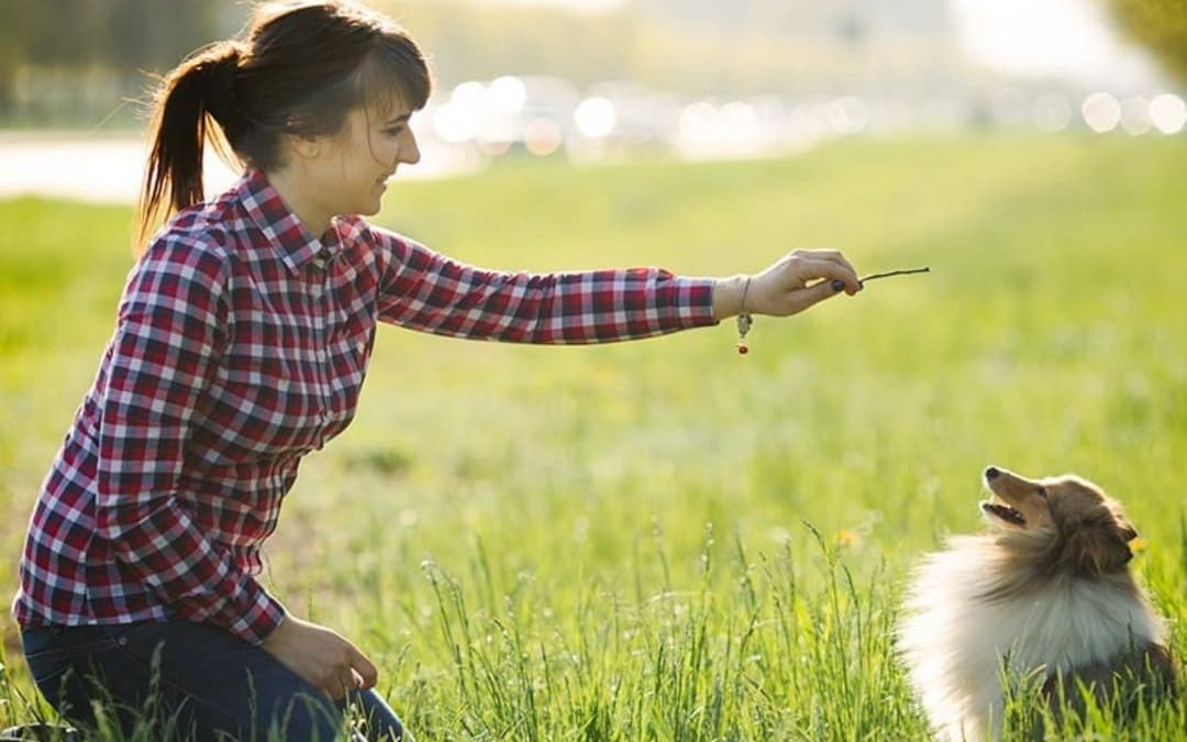 Dog Training : 13 Smartest Dog Breeds That are Easy to Train