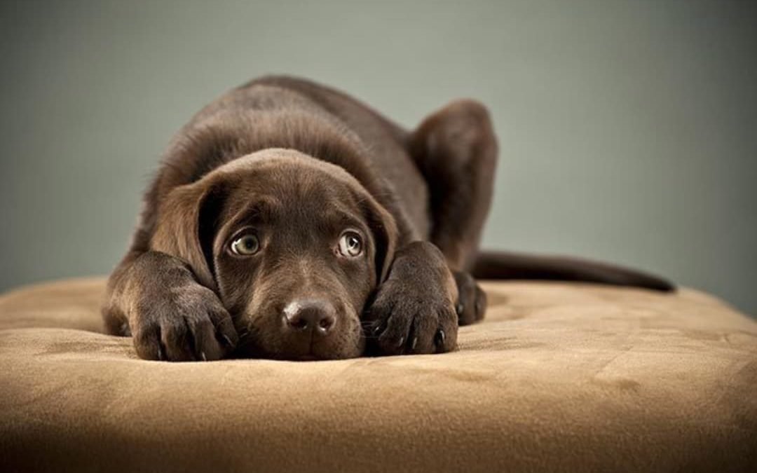 Is Your Dog stressed? Take Note of these signs