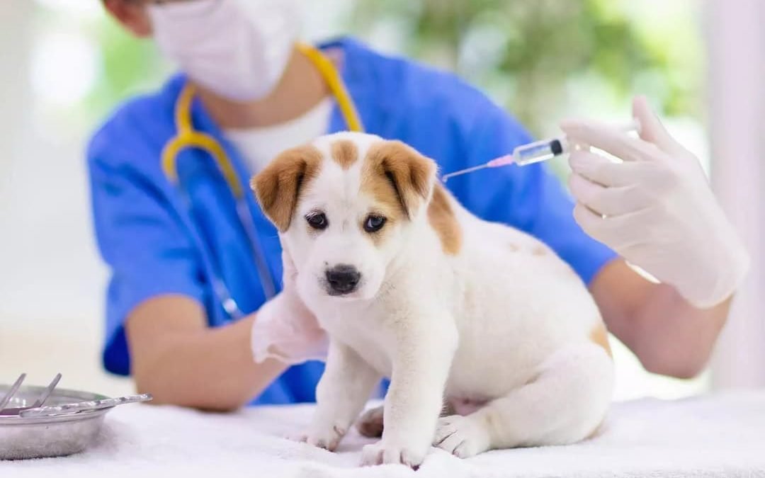 Rabies Vaccination-Everything You Must Know