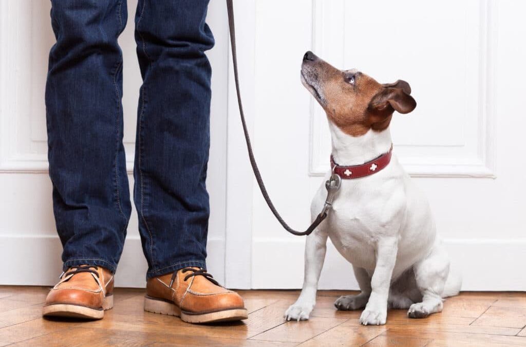 Dog Adoption Tips – Bringing Home Your New Dog