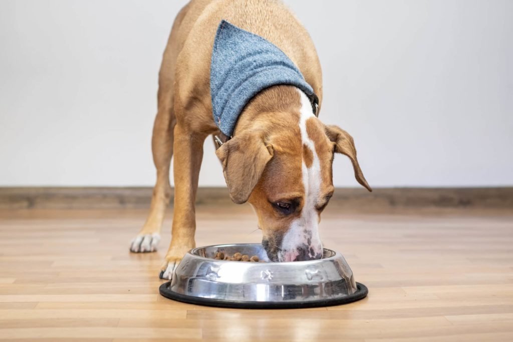 How to choose food diet for dogs?