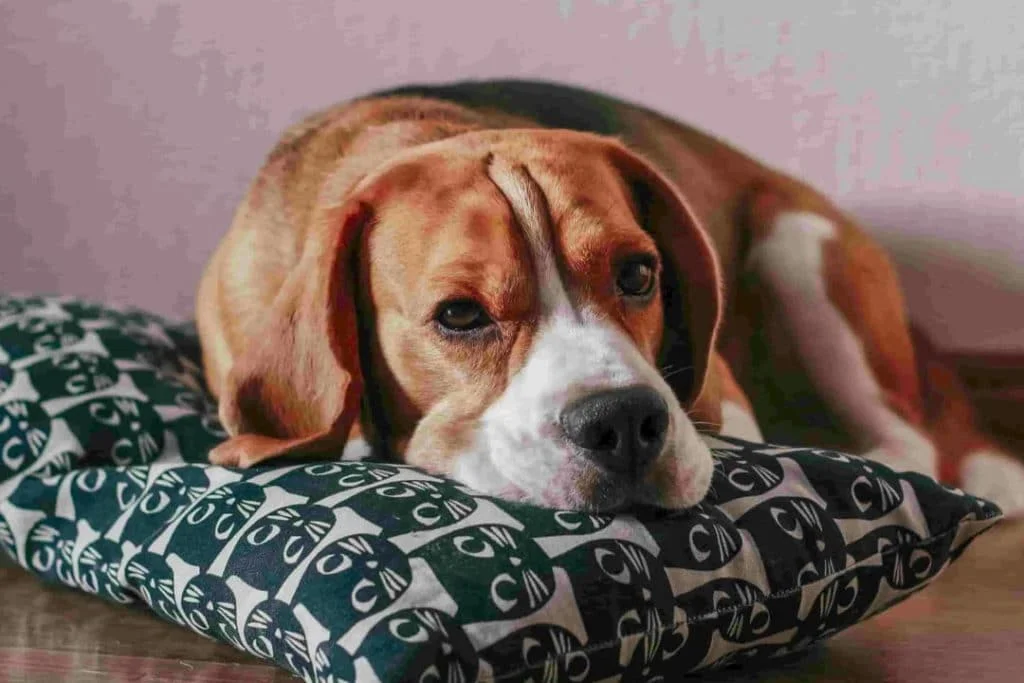 Beagle is best dog breeds in india
